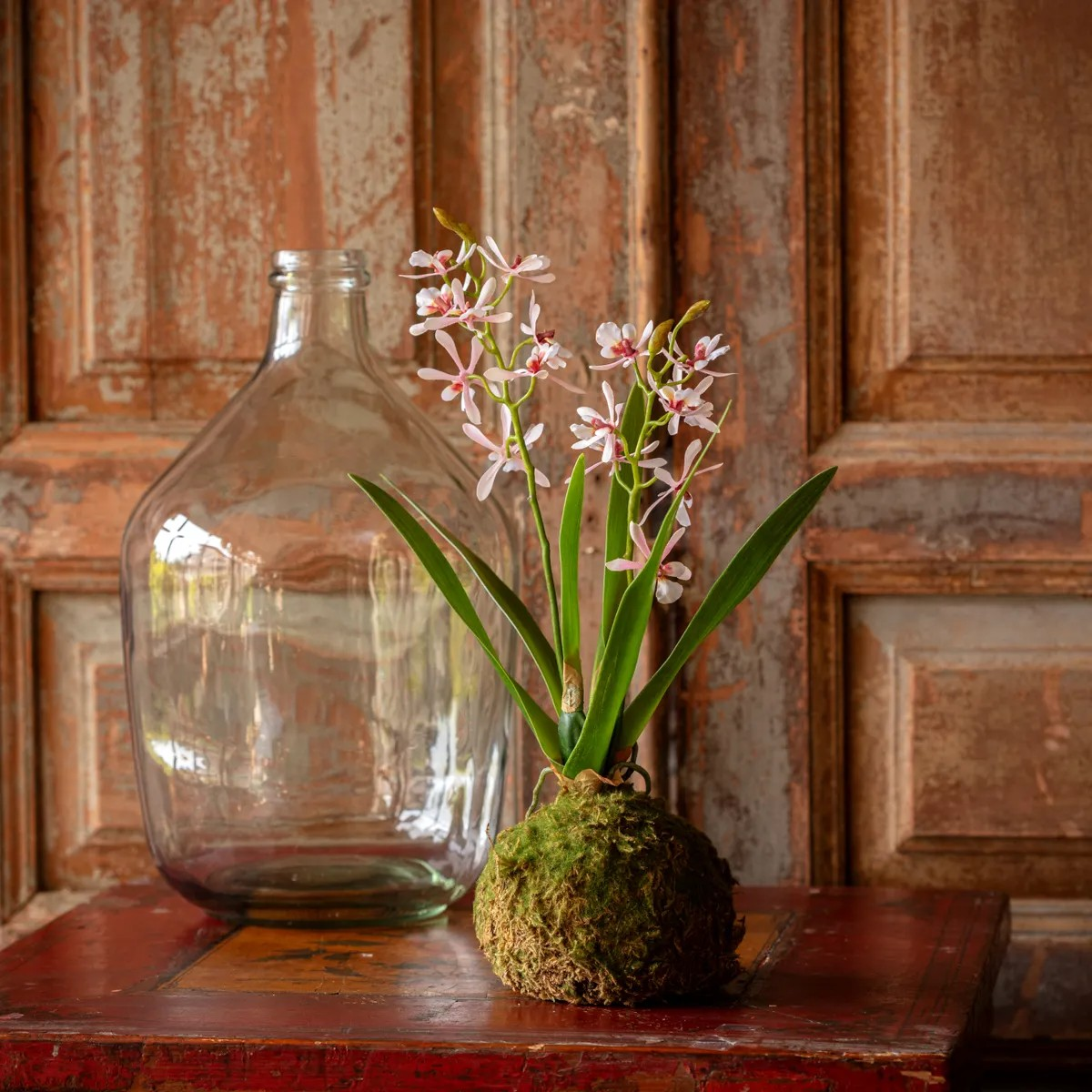 Mini Orchid Moss Ball